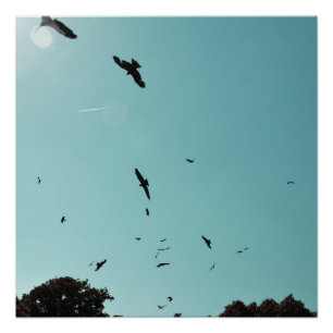 Many birds and a contrail poster