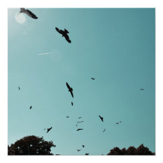 Many birds and a contrail poster