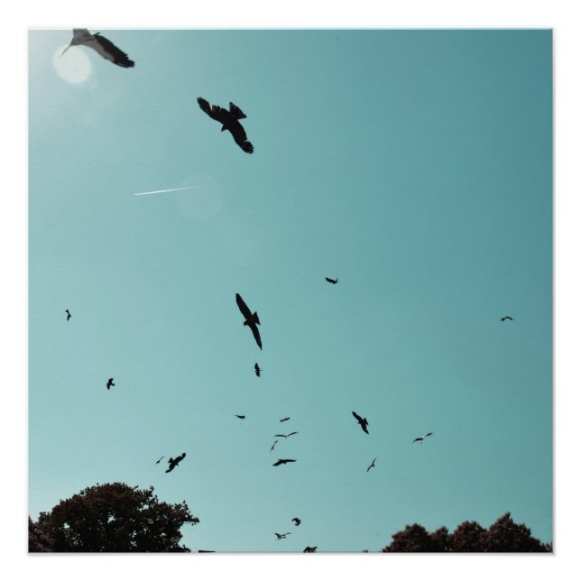 Many birds and a contrail poster (Front)