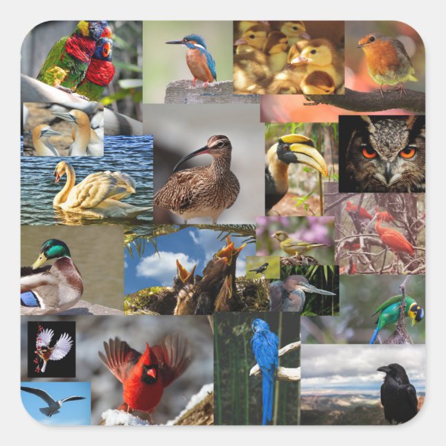 many birds stickers (Front)