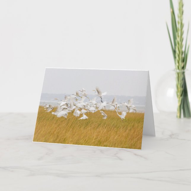 Many Egrets Blank Note Card (Front)