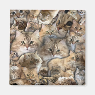Many Mini Cats Magnet