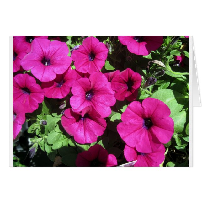 Many Purple Petunias (Front Horizontal)
