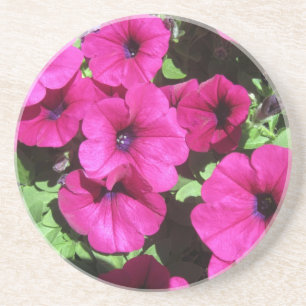 Many Purple Petunias Coaster