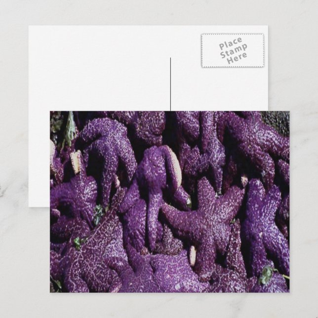 Many Purple Starfish Postcard (Front/Back)