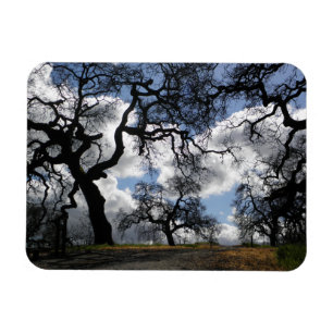 Many Spooky Trees Magnet