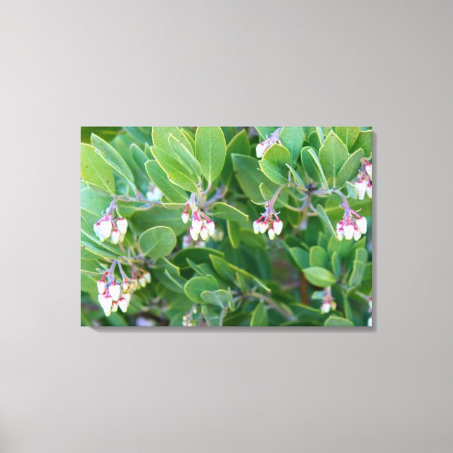 manzanita flowers wrapped canvas (Front)