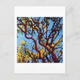 Manzanita in Autumn Postcard