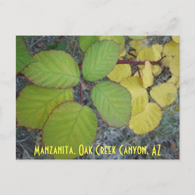 Manzanita, Oak Creek Canyon, AZ Postcard (Front)