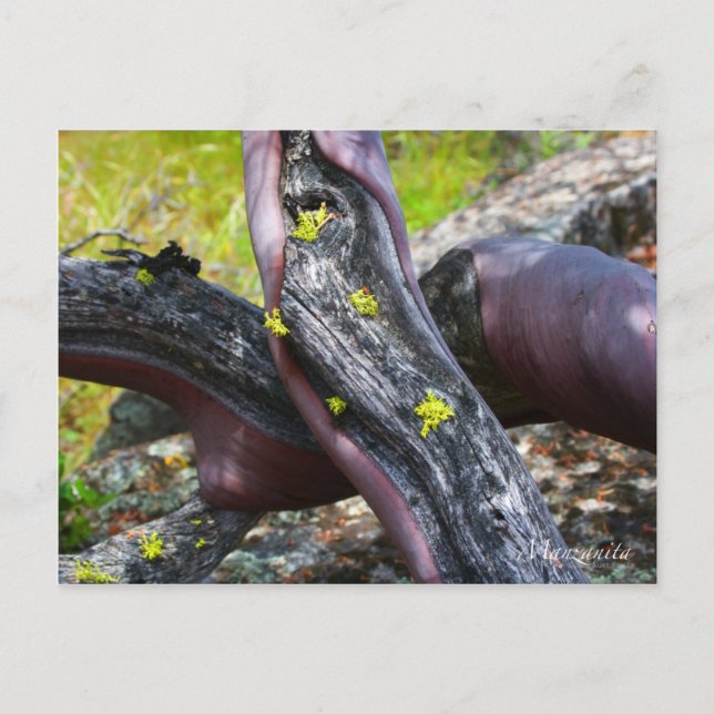 Manzanita Postcard (Front)