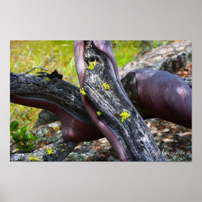 Manzanita Poster (Front)