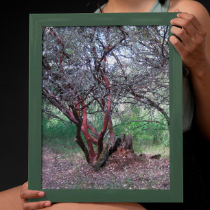 Manzanita Tree Poster