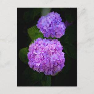 Map showing a picture of beautiful purple rose hor postcard