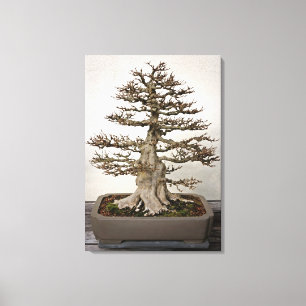 Maple Bonsai Tree Canvas Print