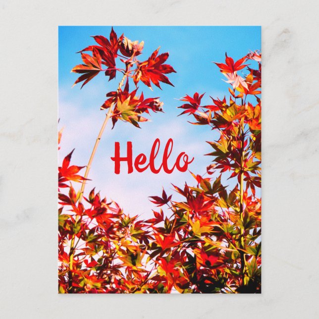 Maple (Customisable Text) Postcard (Front)