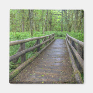 Maple Glade trail wooden bridge, ferns and Magnet