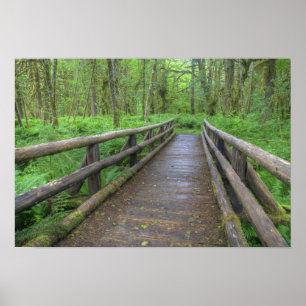 Maple Glade trail wooden bridge, ferns and Poster