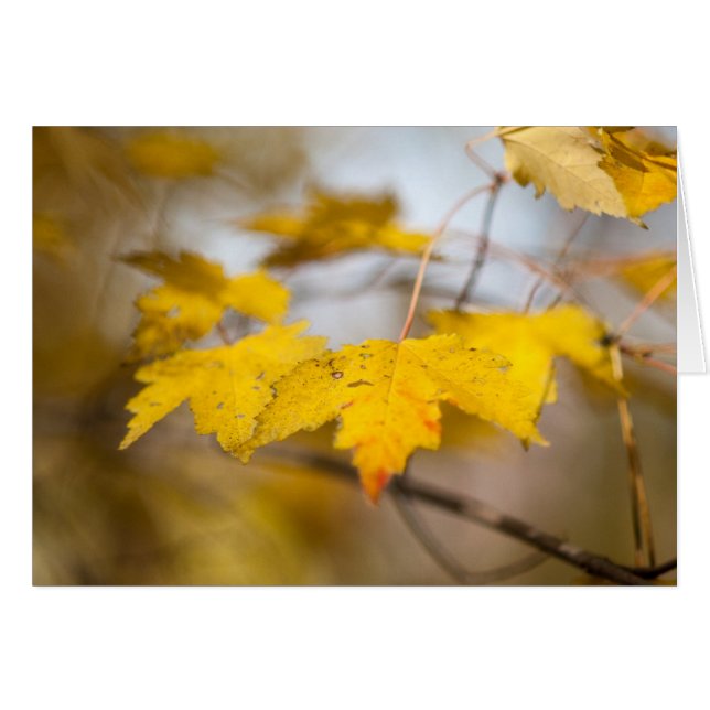 Maple Glow (Front Horizontal)