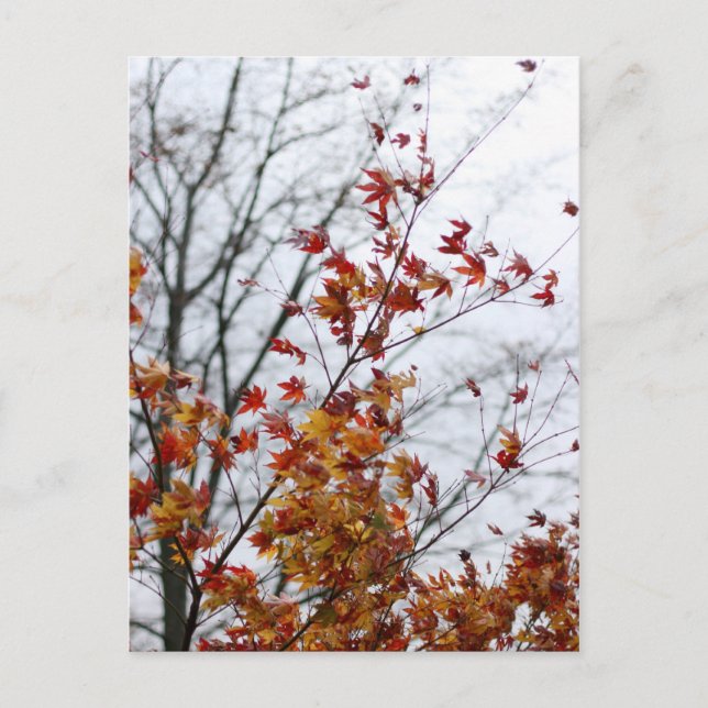 Maple II Postcard (Front)