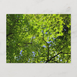 Maple in Spring Postcard