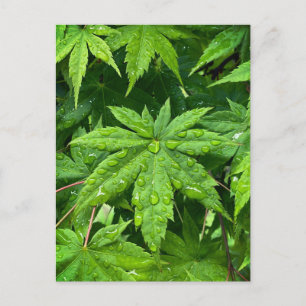 Maple in Spring Postcard