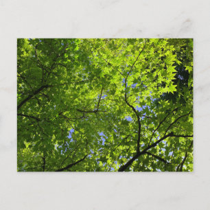 Maple in Summer Postcard