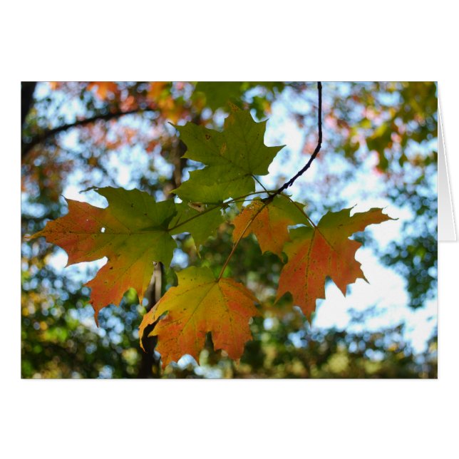 Maple Leaf blank card (Front Horizontal)
