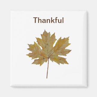 Maple leaf,  brown and gold tones magnet