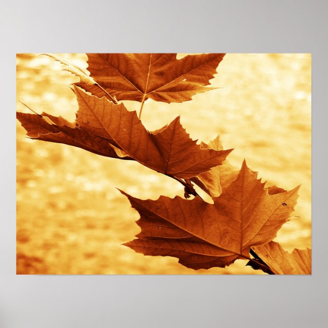 Maple Leaf Canvas Print (Front)