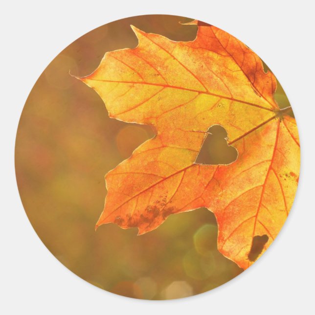 Maple Leaf Heart Classic Round Sticker (Front)