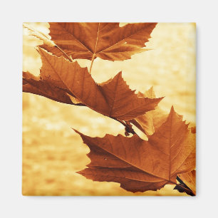 Maple leaf Magnet
