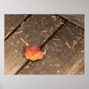 maple leaf minimalist fall photograph poster