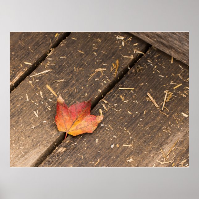 maple leaf minimalist fall photograph poster (Front)