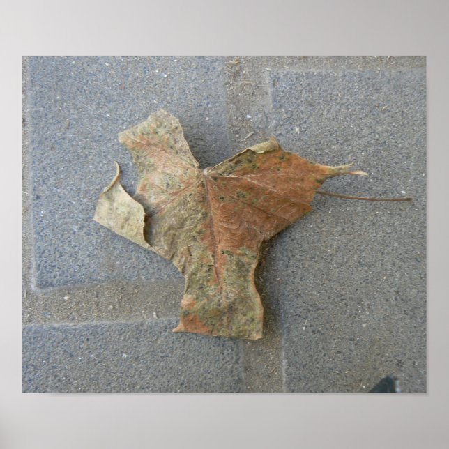 Maple leaf on pavement poster (Front)
