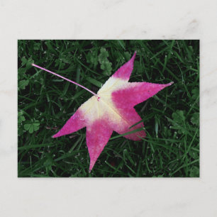 Maple Leaf Postcard