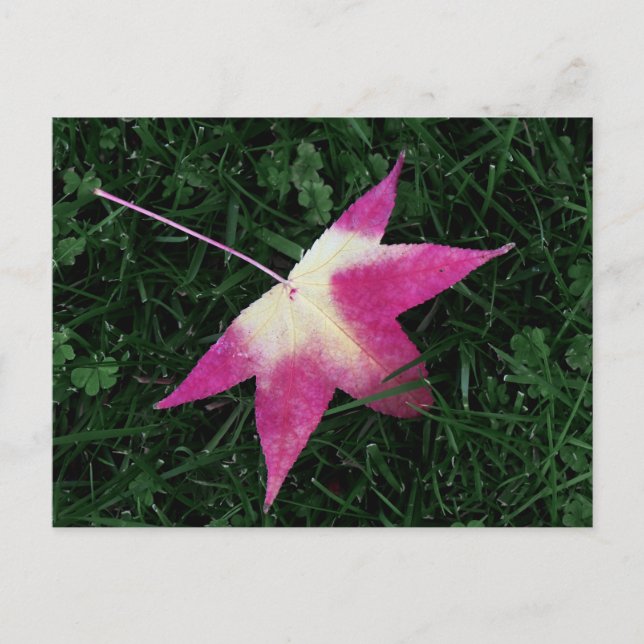 Maple Leaf Postcard (Front)