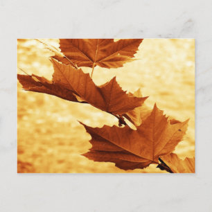 Maple leaf Postcard