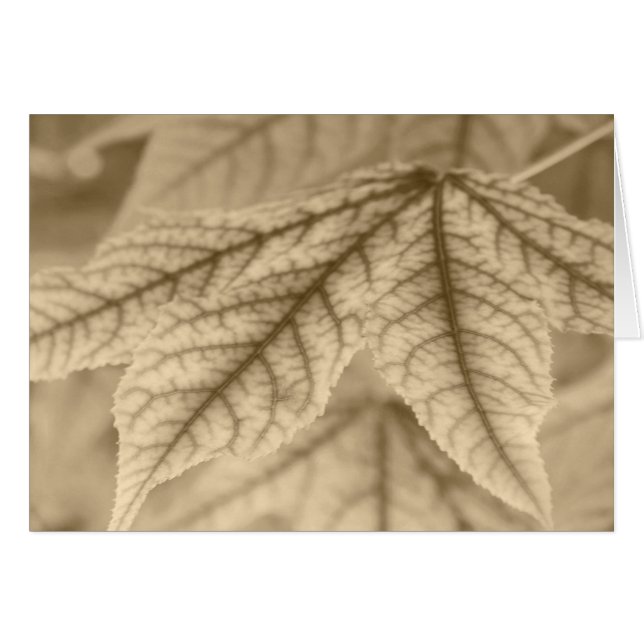 Maple Leaves (Front Horizontal)