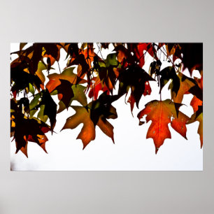 Maple Leaves Autumn Glow Poster Print