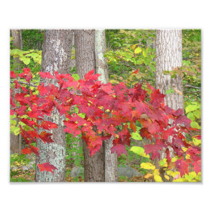 Maple Leaves In Autumn Photo Print