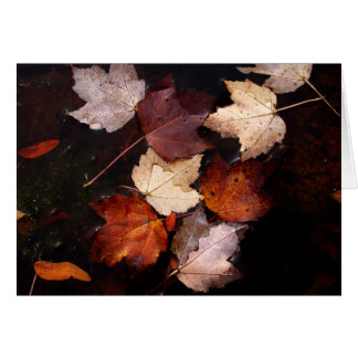 Maple leaves in pond