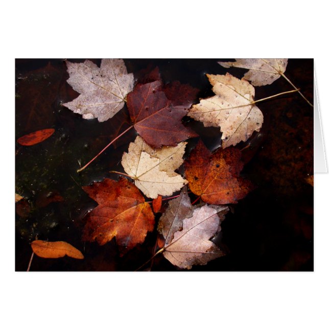 Maple leaves in pond (Front Horizontal)