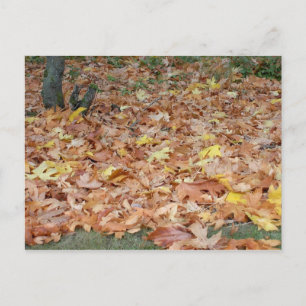 Maple leaves in the fall postcard