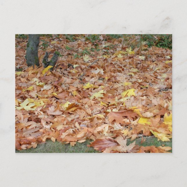 Maple leaves in the fall postcard (Front)