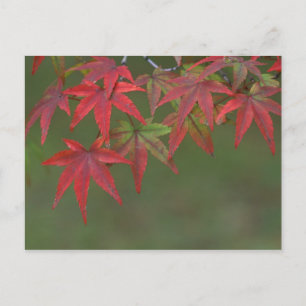 Maple Leaves, Katsura, Kyoto, Japan Postcard