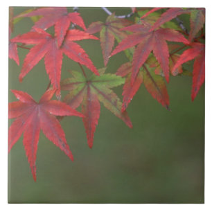 Maple Leaves, Katsura, Kyoto, Japan Tile