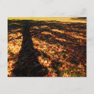 Maple Leaves Postcard