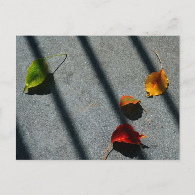 Maple Leaves Postcard (Front)