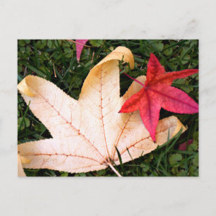 Maple Leaves Postcard