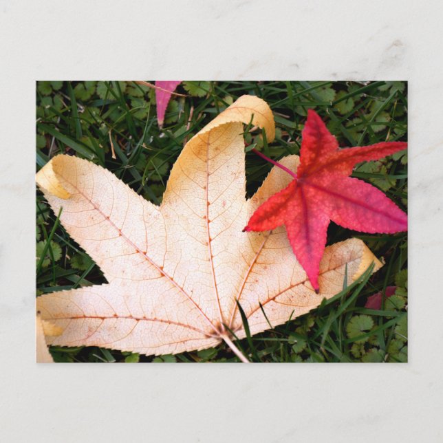 Maple Leaves Postcard (Front)